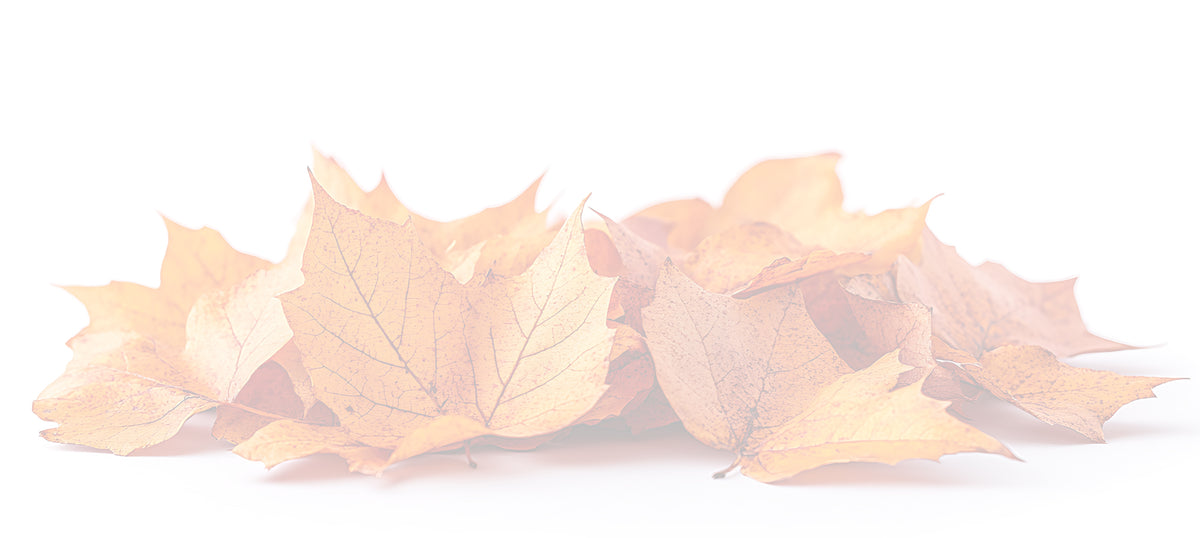 Autumn leaves on a white background