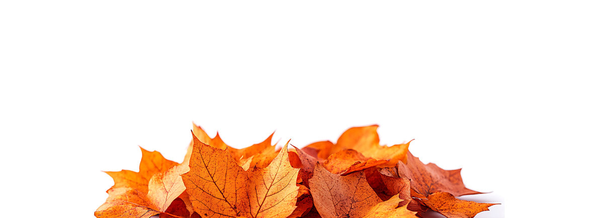 A pile of dried orange and brown maple leaves arranged along the bottom edge against a solid white background.